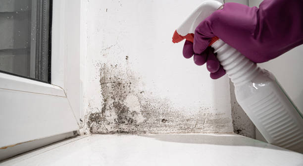 Best Water damage contractors near me  in Bainbridge, GA